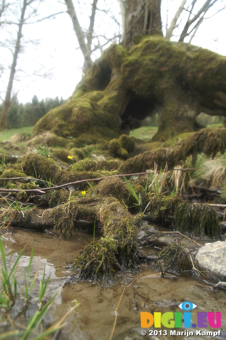 D7D00419 Stream flowing through tree trunk